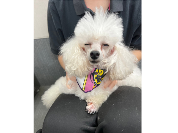 生徒が撮影したモデル犬♪～PART①～
